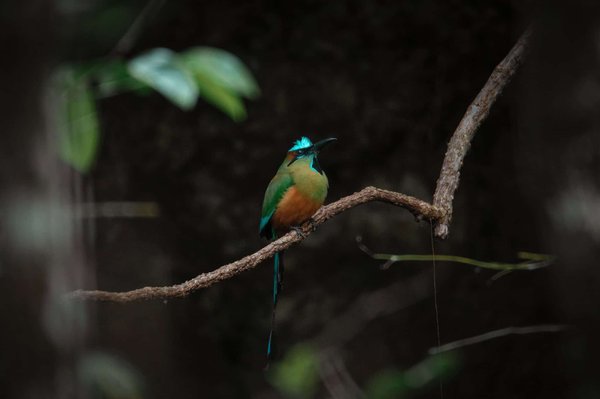 Comment les croisières gèrent-elles la protection de l'environnement ?